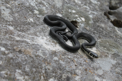 Natrix natrix - grass snake